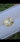oval cut light yellow sapphire